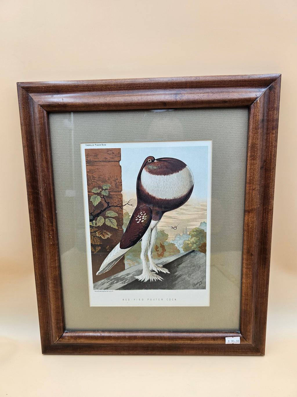 Antique Cassell’s Pigeon Book Red-Pied Pouter Cock Chromolithograph – J.W. Ludlow