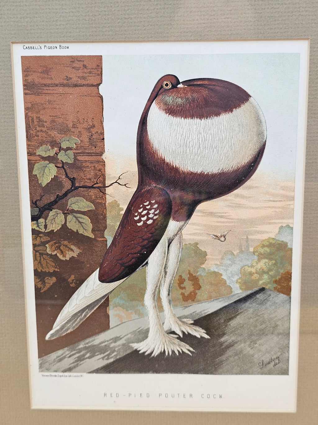 Antique Cassell’s Pigeon Book Red-Pied Pouter Cock Chromolithograph – J.W. Ludlow