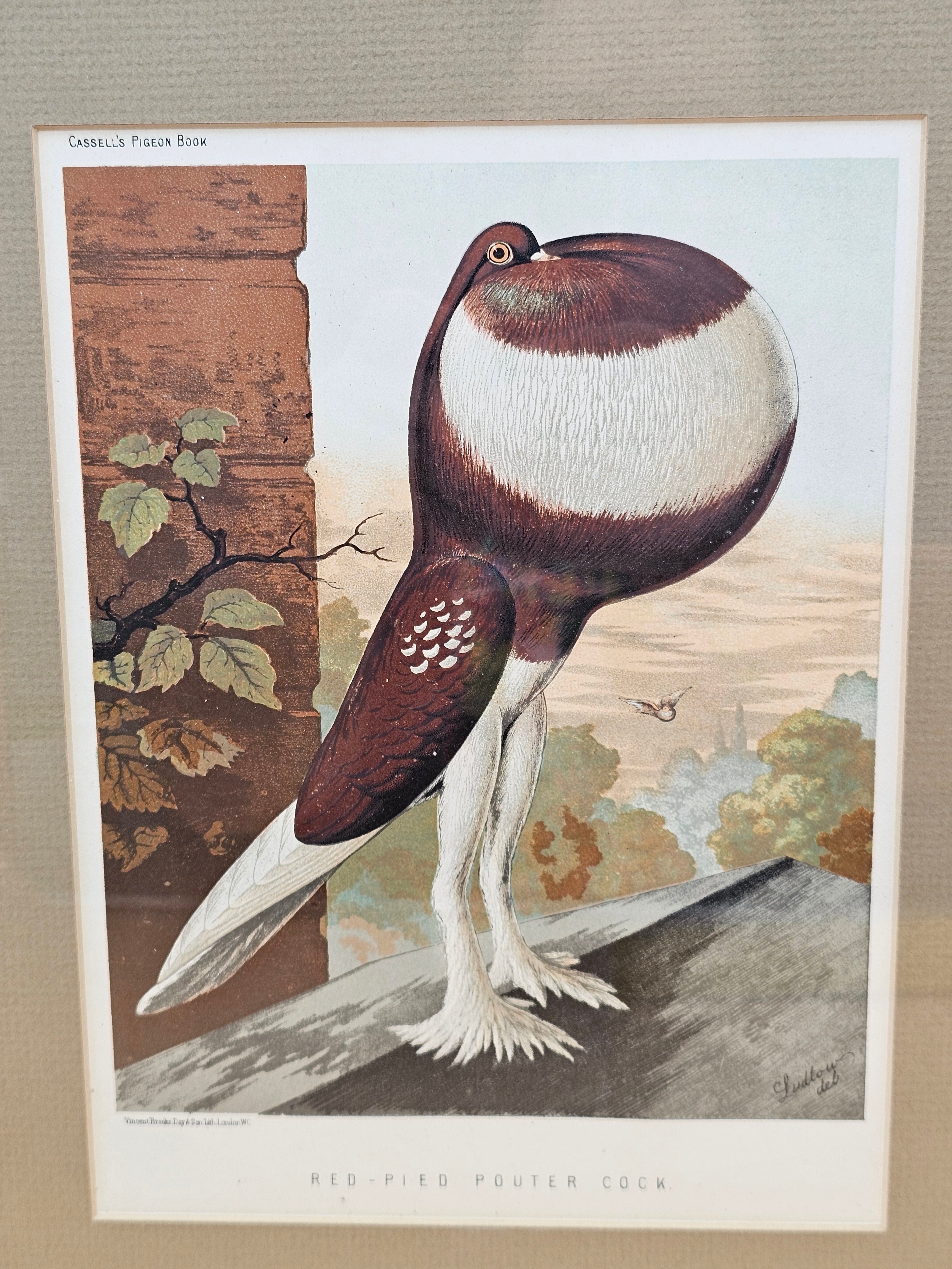 Antique Cassell’s Pigeon Book Red-Pied Pouter Cock Chromolithograph – J.W. Ludlow